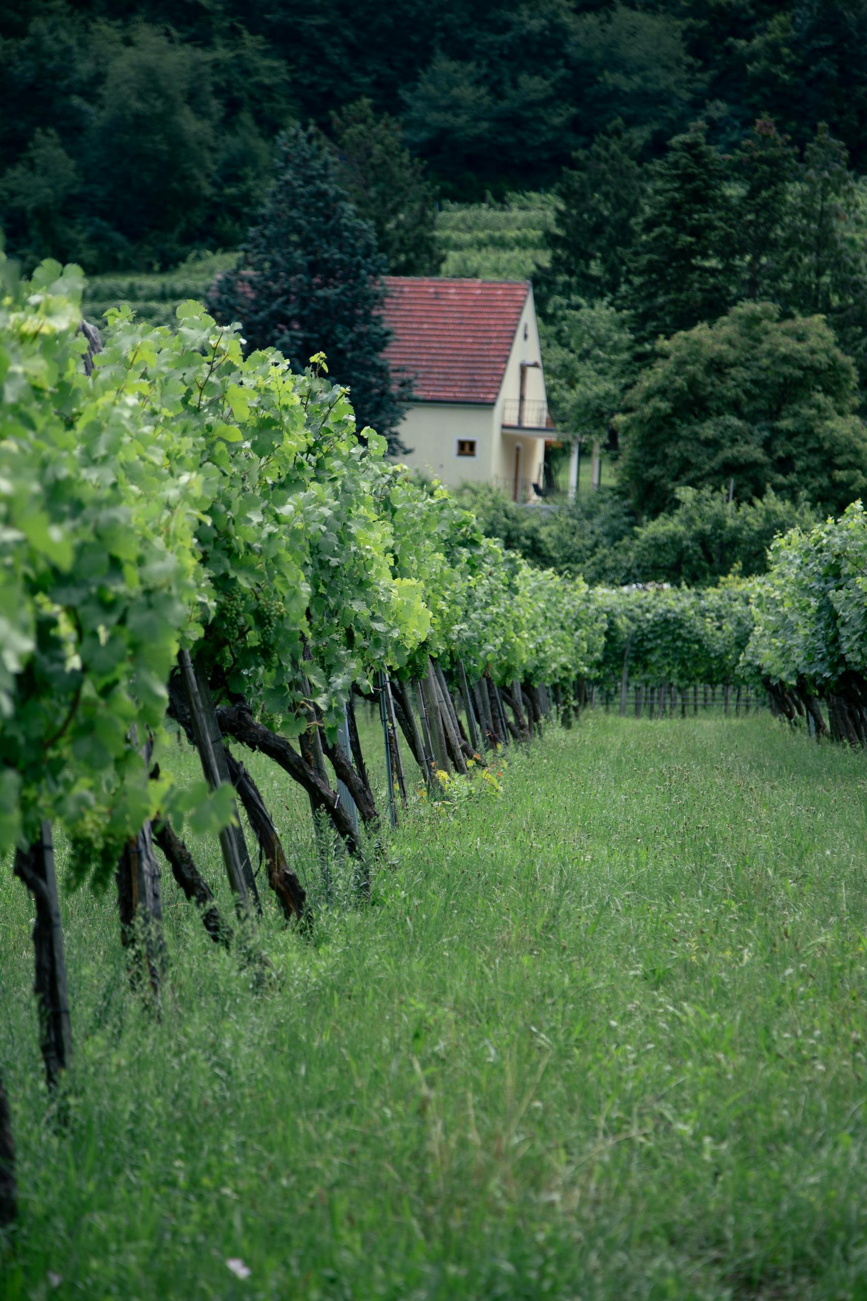 Lush green vineyard rows in Lower Austria with a charming cottage backdrop.
